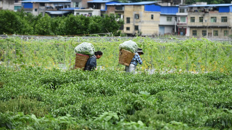村民在運送蔬菜。