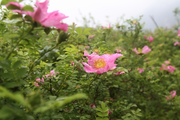 刺梨基地刺梨花開。鄭春華攝