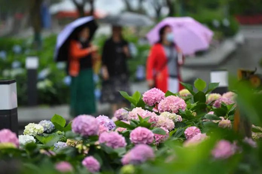 在貴陽市阿哈湖國家濕地公園內，盛開的繡球花吸引不少市民游客前來觀賞、留影。