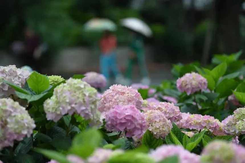 在貴陽市阿哈湖國家濕地公園內，盛開的繡球花吸引不少市民游客前來觀賞、留影。