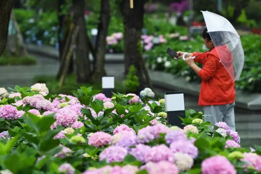 在貴陽市阿哈湖國家濕地公園內，盛開的繡球花吸引不少市民游客前來觀賞、留影。