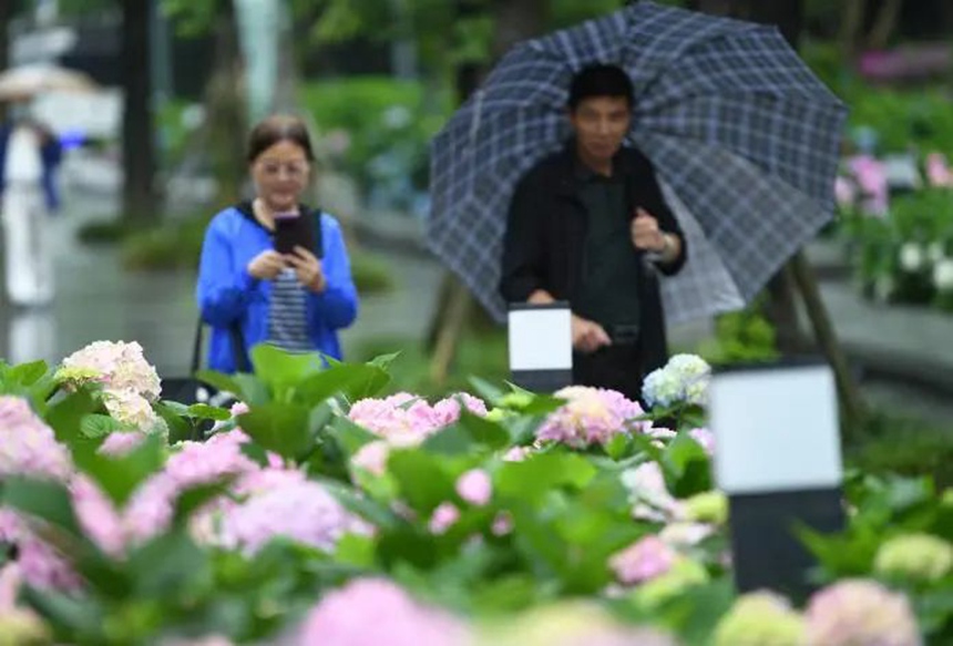 在貴陽市阿哈湖國家濕地公園內，盛開的繡球花吸引不少市民游客前來觀賞、留影。