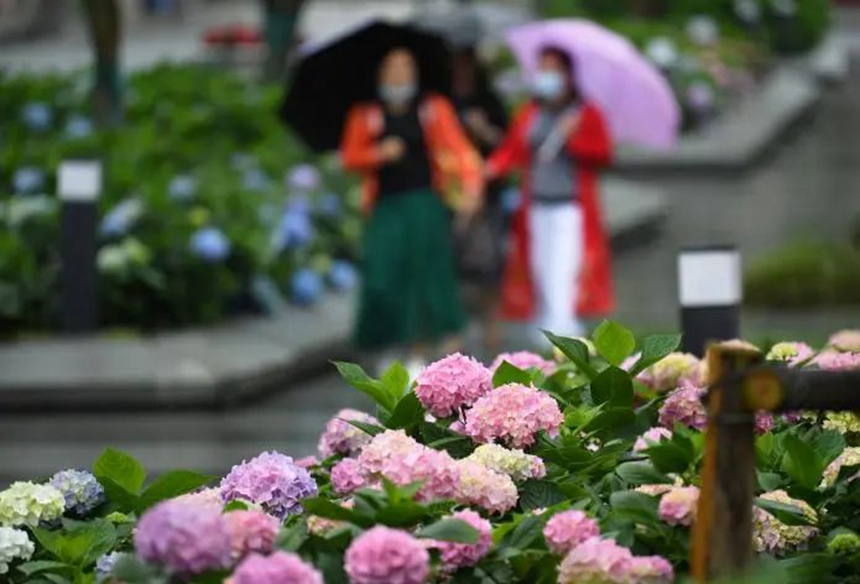 在貴陽市阿哈湖國家濕地公園內，盛開的繡球花吸引不少市民游客前來觀賞、留影。