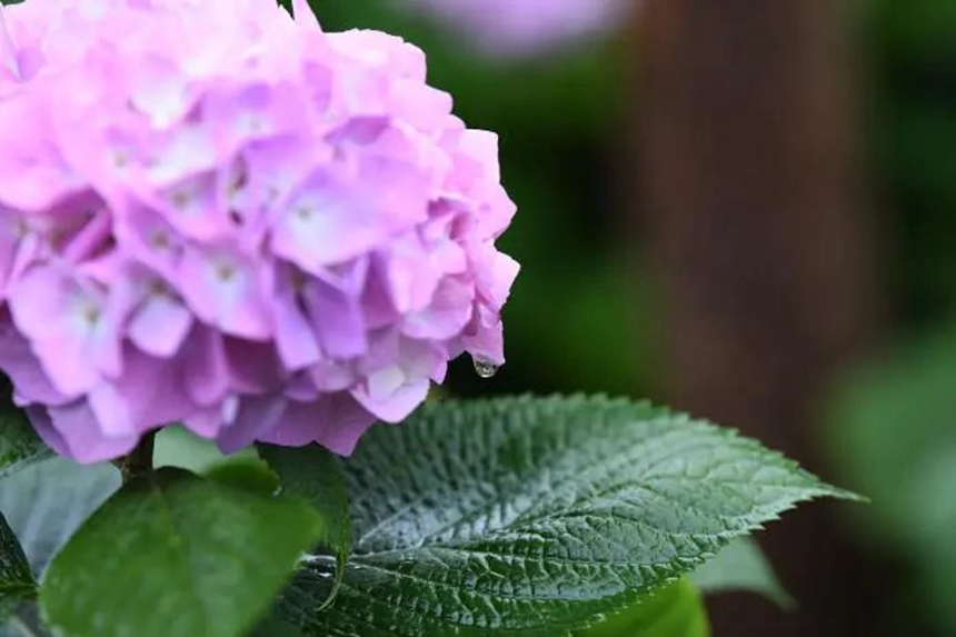 在貴陽市阿哈湖國家濕地公園內，一滴水珠挂在繡球花瓣上。