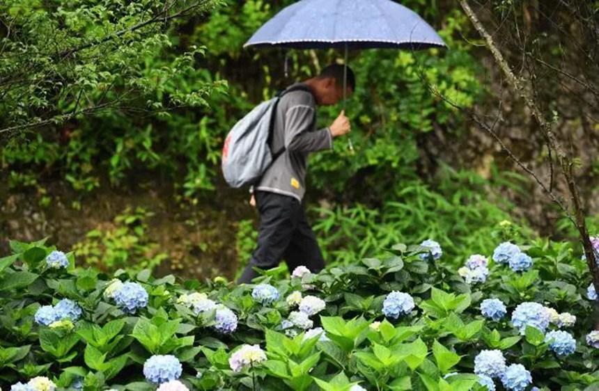在貴陽市阿哈湖國家濕地公園內，一位市民從繡球花叢旁經過。