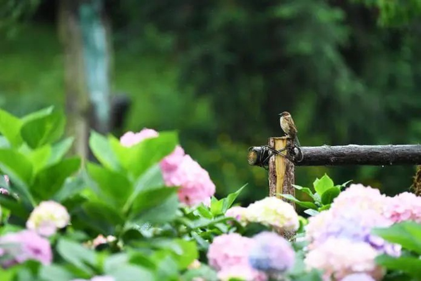 在貴陽市阿哈湖國家濕地公園內，一隻小鳥在繡球花中的木樁上棲息。