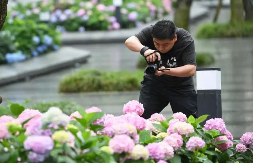 在貴陽市阿哈湖國家濕地公園內，一名拍攝愛好者正在拍攝繡球花。