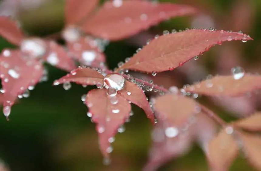 在貴陽市阿哈湖國家濕地公園，南天竹的葉子上聚集了許多小水珠。