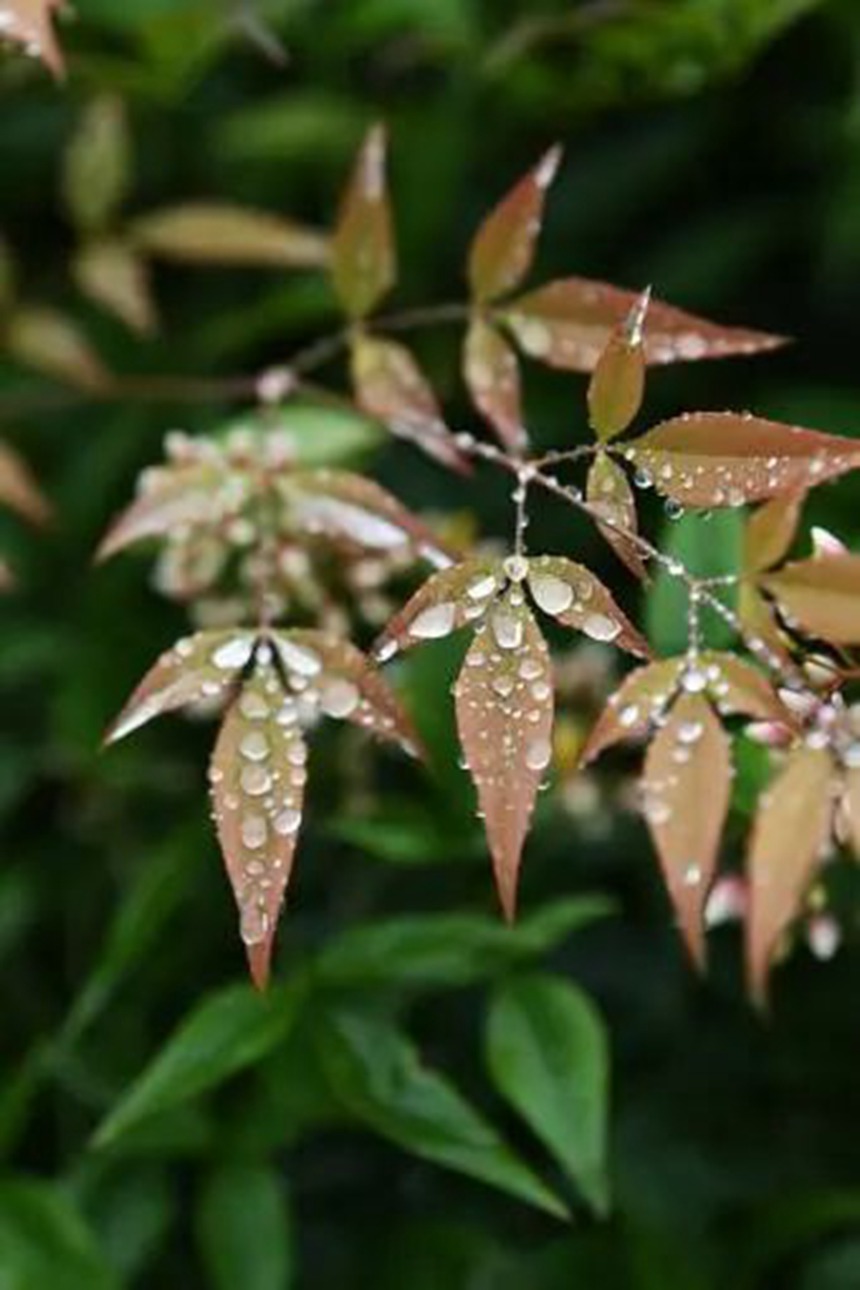 在貴陽市阿哈湖國家濕地公園，南天竹的葉子上聚集了許多小水珠。