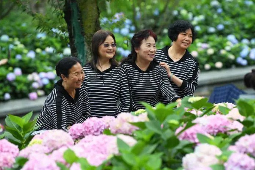 在貴陽市阿哈湖國家濕地公園內，盛開的繡球花吸引不少市民游客前來觀賞、留影。