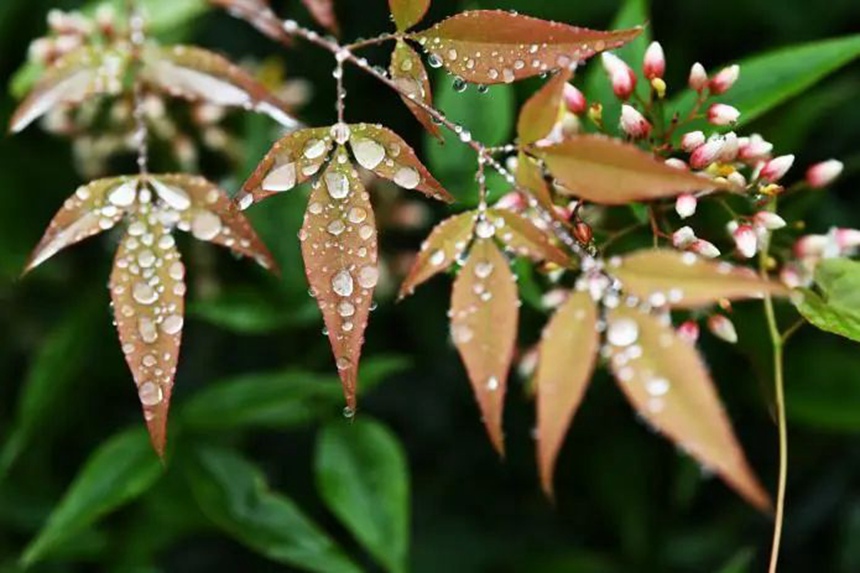 在貴陽市阿哈湖國家濕地公園，南天竹的葉子上聚集了許多小水珠。