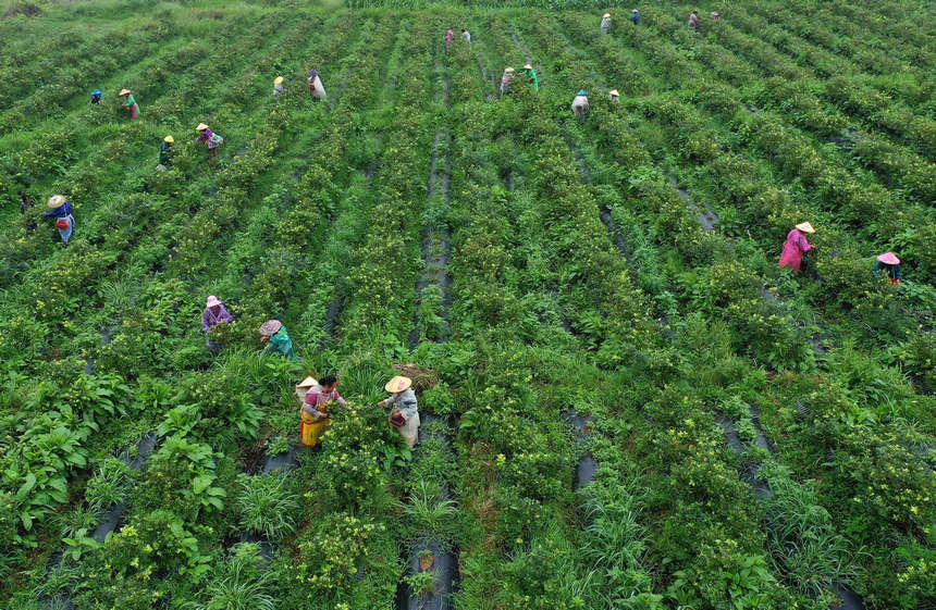 6月12日，丹寨縣興仁鎮燒茶村藍莓種植園採摘藍莓（無人機照片）。
