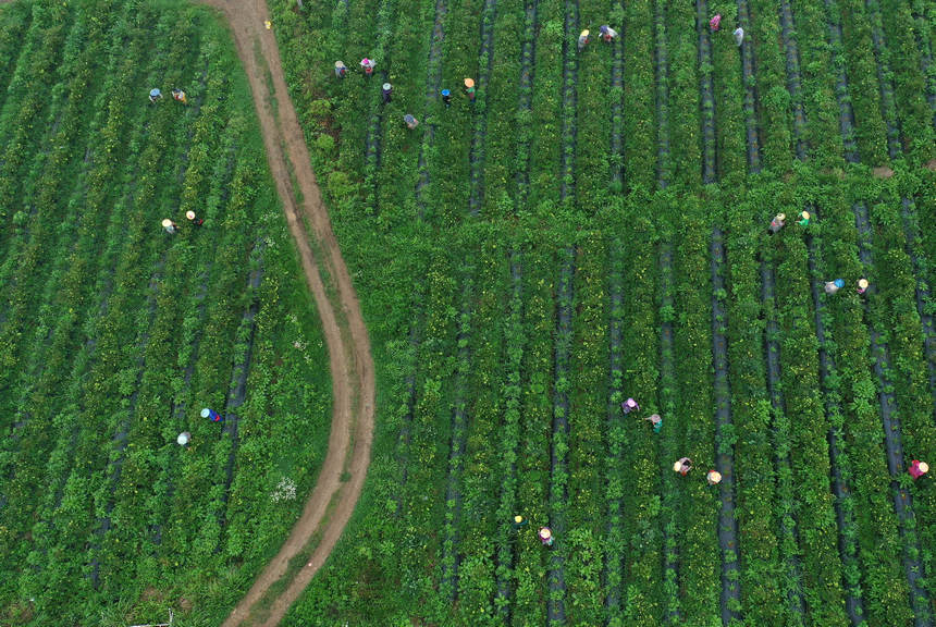 6月12日，丹寨縣興仁鎮燒茶村藍莓種植園採摘藍莓（無人機照片）。
