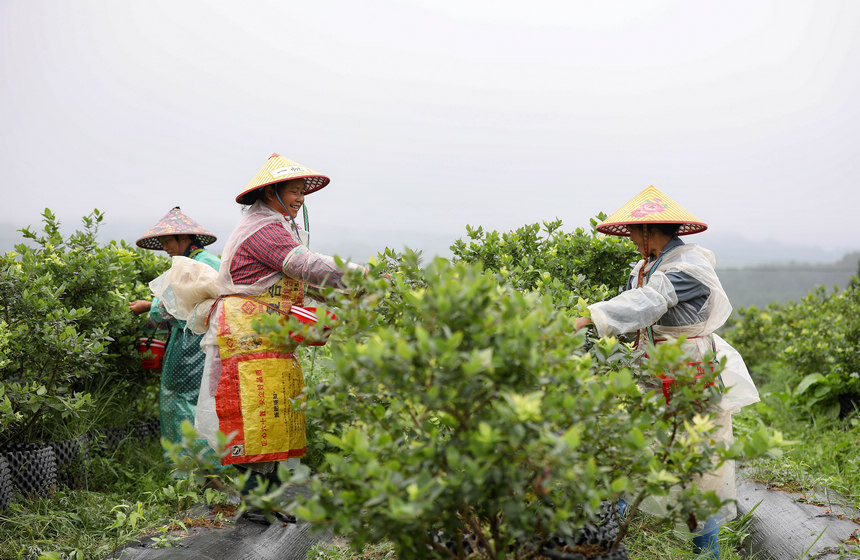6月12日，丹寨縣興仁鎮燒茶村藍莓種植園採摘藍莓。