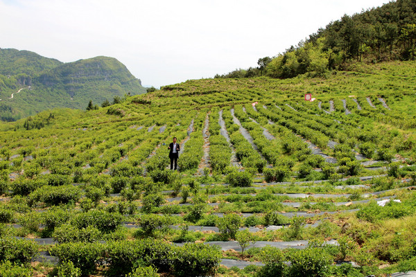 印江自治縣沙子坡鎮韓家村茶葉種植基地一角。梅亞軍攝
