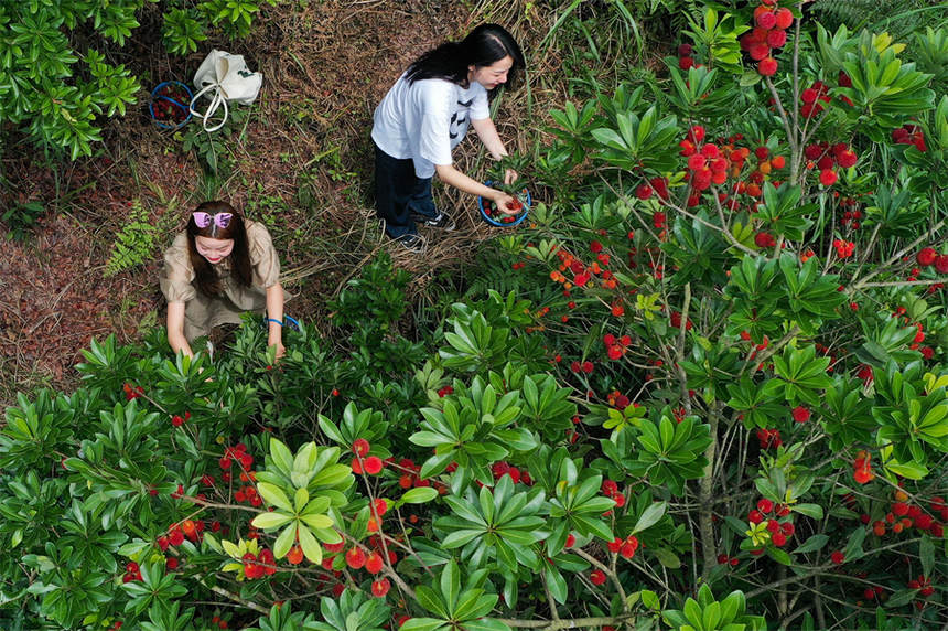 游客在劍河縣溫泉村採摘楊梅。萬文杰攝
