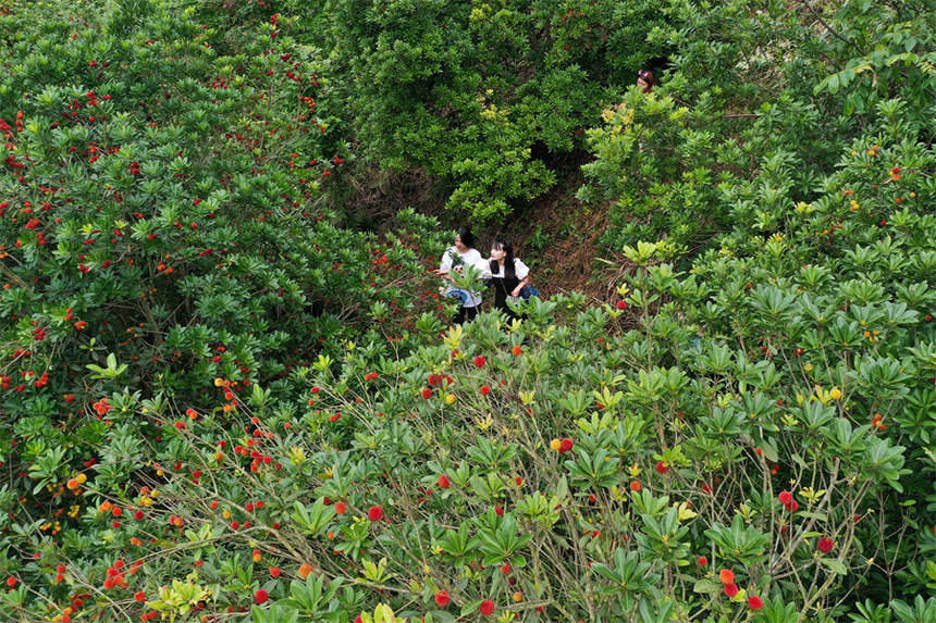 游客在劍河縣溫泉村採摘楊梅。萬文杰攝