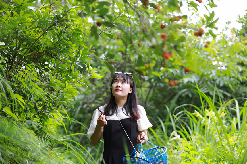 游客在劍河縣溫泉村採摘楊梅 。楊家孟攝