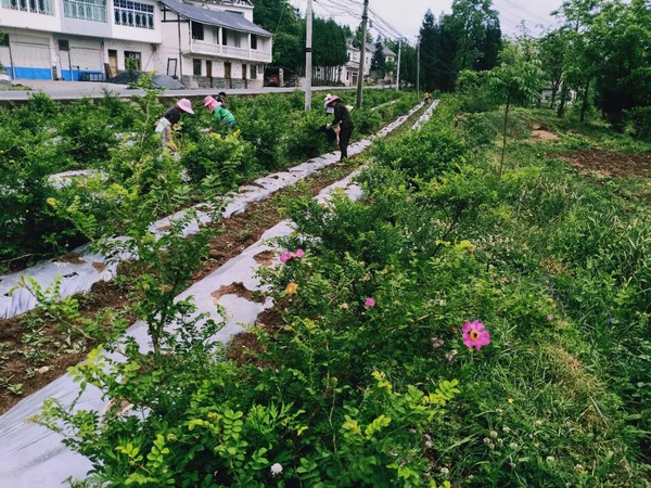 群众在合作社刺梨基地务工。赵华玉摄