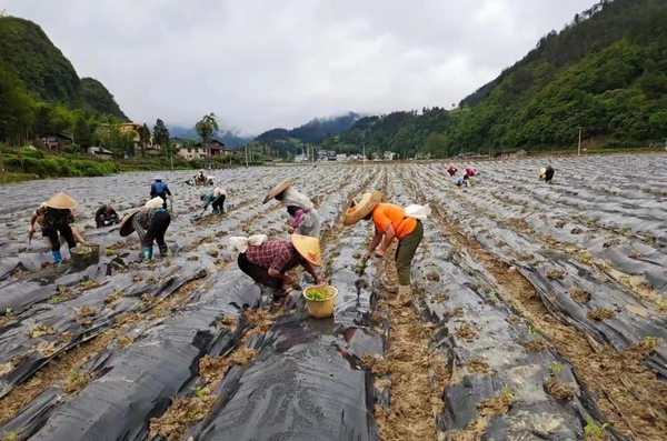 雙屯村村民在壩區辣椒種植基地對辣椒進行管護。