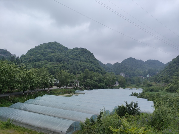 羊場鎮穿岩社區草莓採摘園。金先勇攝