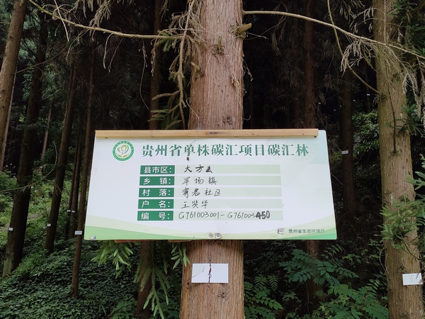 羊場鎮穿岩社區單株碳匯項目碳匯林。 金先勇攝
