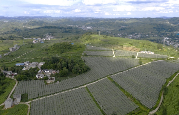 果木村獼猴桃種植基地。王文琳攝