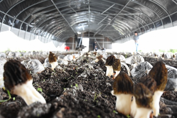 果木村長勢良好的羊肚菌。陳忠友攝