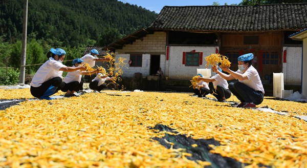 岑鞏縣天星鄉地城村黃花菜加工廠,村民在晾晒黃花菜。萬再祥攝