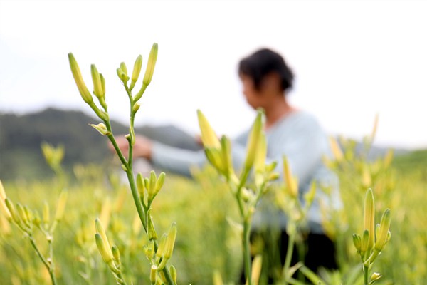 待採的黃花菜。萬再祥攝