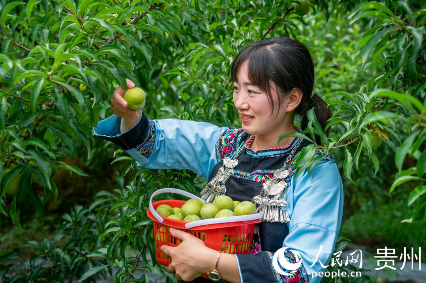 贵州镇宁蜂糖李种出甜蜜生活