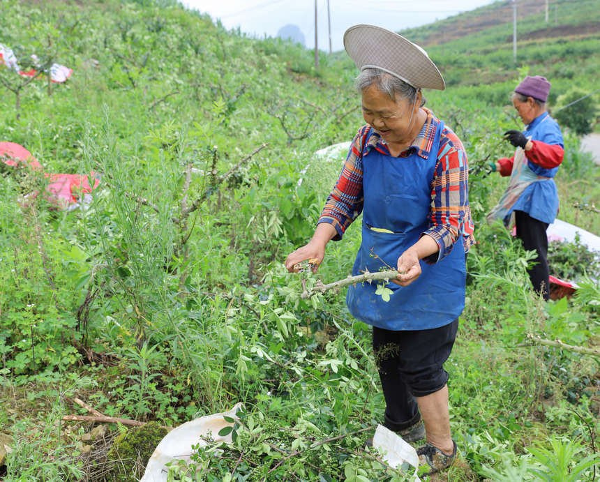 工人们正在采收花椒。