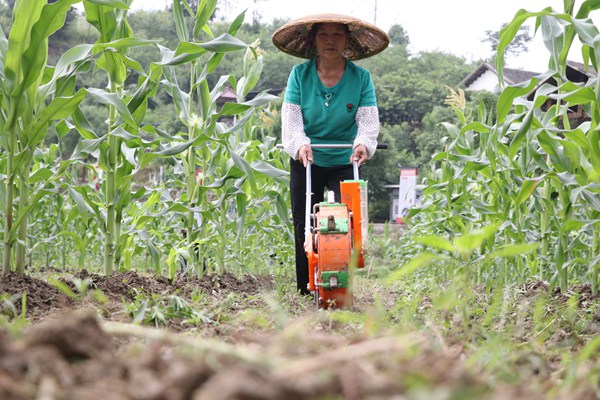 村民在玉米地裡耕地。