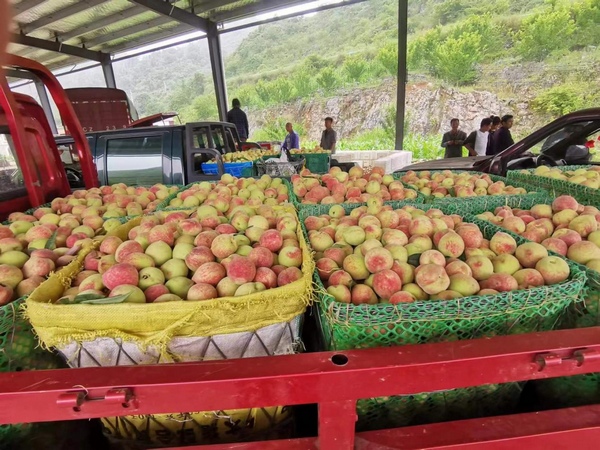 梭筛桃享誉一方，当地村民每年靠着桃子都能有不错的收入。