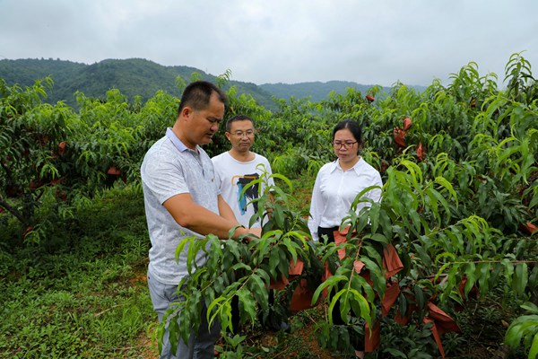 天柱县残联理事长杨承东（右）到龙园桃李基地察看产业发展情况。