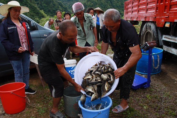 镇远县免费发放鱼苗，助力稻田鱼产业。