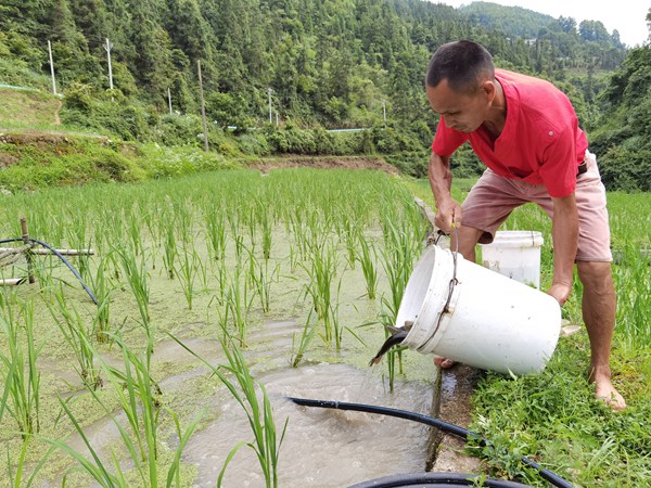 镇远县免费发放鱼苗，助力稻田鱼产业。