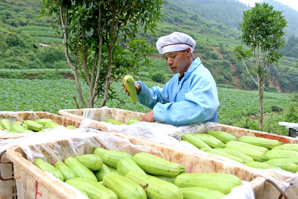 纳雍县猪场乡硐口村源茂农民专业合作社负责人余长全在装西葫芦。