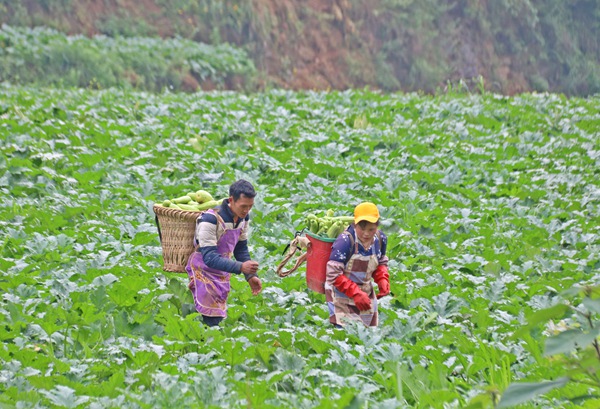 納雍縣豬場鄉硐口村源茂農民專業合作社工人在搬運西葫蘆。