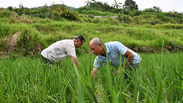 村民田間管護水稻。