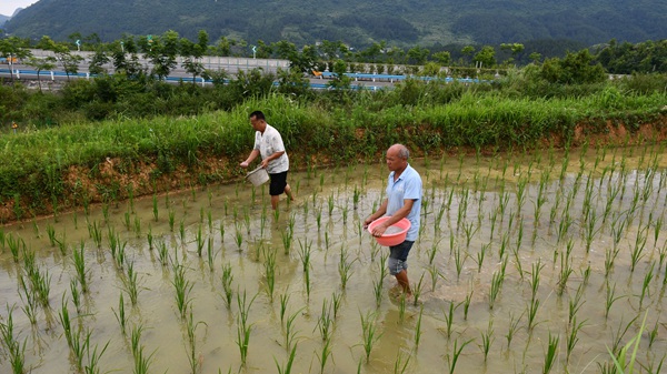 水稻進入返青期，群眾田間管護忙。