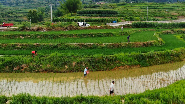 水稻進入返青期，群眾田間管護忙。