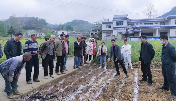 鼎新鄉黨委書記蔡家旭在五一村指導農戶栽種大豆玉米。李蕾攝