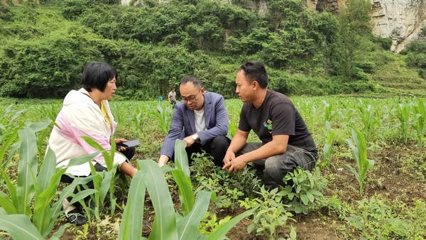 鼎新鄉農業服務中心農技人員在黑泥村壩子組大豆玉米帶狀復合種植基地作中期管護技術培訓。張梅攝