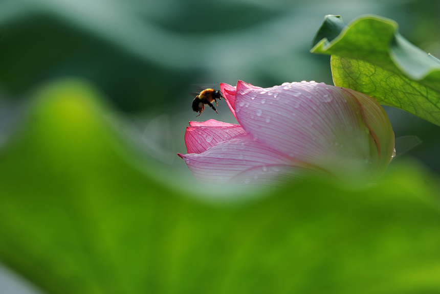 6月29日，蜜蜂在貴州省黔東南苗族侗族自治州丹寨縣龍泉鎮展良村荷塘中的荷花上採蜜。