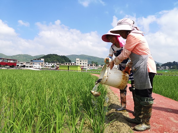 平壩實施稻魚綜合種養項目 拓寬農戶增收渠道。