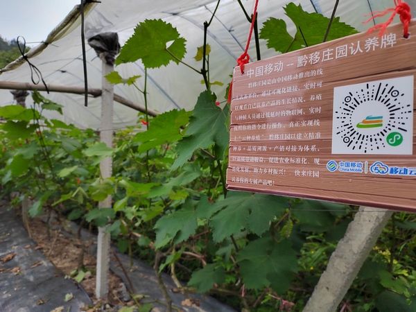 图为贵州移动“数智引擎”助力乡村振兴。图片由贵州移动提供
