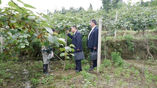 挂果时农信的关怀。