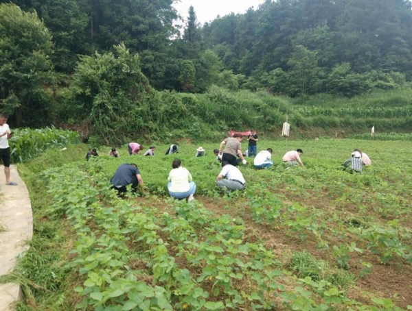 深入田间地头指导。