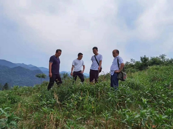 3 王烨（左一）和同事在松柏村考察田间作物.jpg